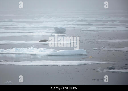 Orso polare caccia attivamente un barbuto guarnizione di tenuta Foto Stock