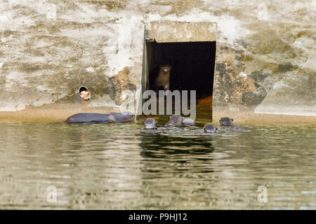 Liscio rivestito di lontra famiglia giocando a un gioco in tunnel di urban habitat fluviale, Singapore Foto Stock