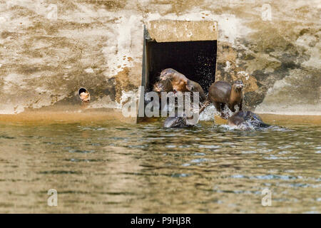 Liscio rivestito di lontra famiglia giocando a un gioco in tunnel di urban habitat fluviale, Singapore Foto Stock