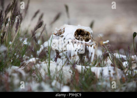 Orso polare del cranio e delle ossa nella tundra Foto Stock