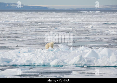 Orso polare sul mare di ghiaccio nei pressi di Svalbard Foto Stock