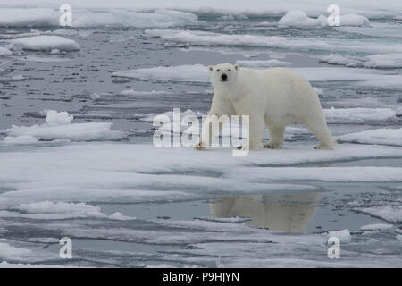 Orso polare camminando sul mare sottile di ghiaccio nei pressi di Svalbard Foto Stock