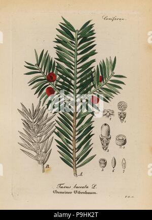 Inglese Yew Tree, Taxus baccata. Handcolored incisione su rame dal dott. Willibald Artus' Hand-Atlas sammtlicher mediinisch-pharmaceutischer Gewachse, (manuale di tutti i presidi medico-impianti farmaceutici), Jena, 1876. Foto Stock