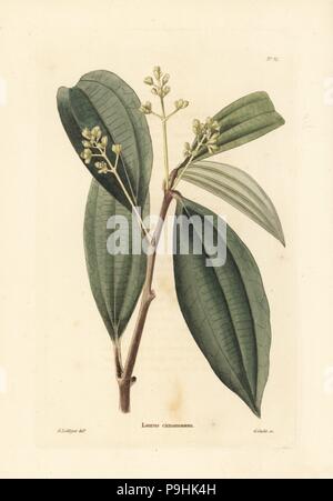 Il vero albero di cannella, Cinnamomum verum (Laurus cinnamomum). Handcolored incisione su rame da George Cooke dopo George Loddiges da Conrad Loddiges' armadio botanico, Hackney, 1817. Foto Stock