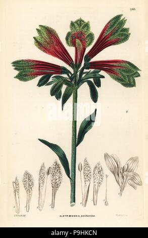 Parrot lily o giglio peruviano, Alstroemeria pulchella (Parrot-like, alstroemeria Alstroemeria psittacina). Handcolored incisione su rame di Weddell dopo Edwin Dalton Smith da John Lindley e Robert dolce ornamentali del Giardino di fiori e di arbusti, G. Willis, Londra, 1854. Foto Stock