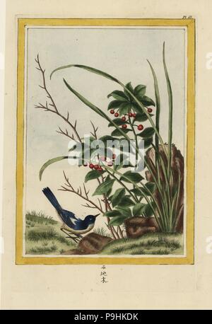 La Fougeroux. Marlberry, Ardisia japonica. Chiamato per Auguste-Denis Fougeroux de Bondaroy de l'Academie Royale des Sciences. Handcolored incisione da Pierre Joseph Buchoz' Collection precieuse et enluminee des Fleurs les plus belles et les plus curieuses, qui se cultivent tant dans les jardins de la lombata, que dans ceux de l'Europe, Parigi, 1776. Foto Stock