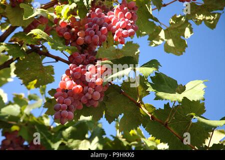 Maturazione uve rosa in bar, Montenegro Foto Stock