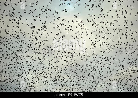 Un gregge di unione per gli storni in volo Foto Stock