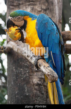 Il blu e il giallo macaw (Ara ararauna), noto anche come il blu e oro macaw, è un grande del Sud America pappagallo blu con parti superiori e giallo sotto la voce Parti. È un membro del gruppo grande di pappagalli neotropical noto come pappagalli. Venezuela Foto Stock