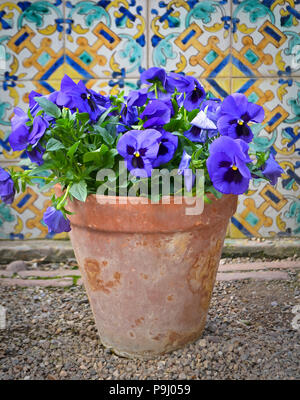 Blu Violetto pansy fiori in un vaso di terracotta contro colorate piastrelle Andaluse in Spagna Foto Stock