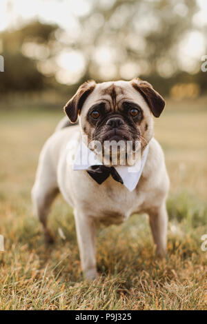 Voce maschile pug indossando un bow tie per matrimoni Foto Stock
