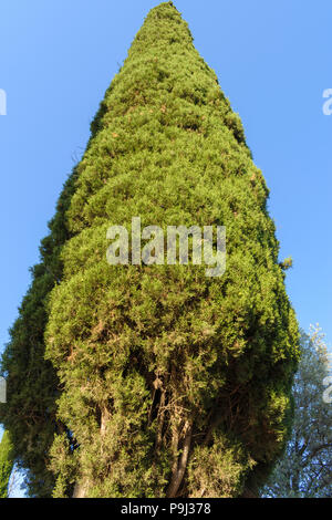 Cupressus sempervirens, comune cipresso Foto Stock