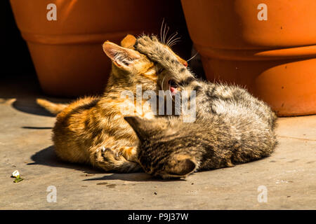 Best gatto foto per uso magazzino Foto Stock