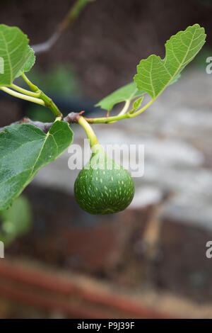 Ficus carica 'Excel'. Sviluppo di Fig la frutta in una struttura ad albero Foto Stock