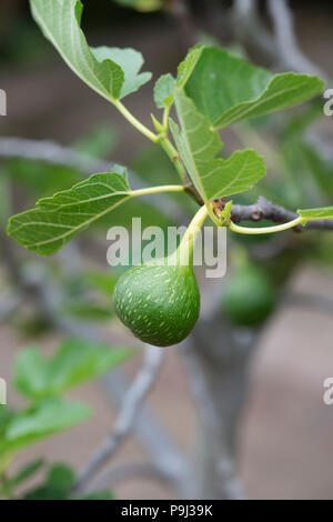 Ficus carica 'Excel'. Sviluppo di Fig la frutta in una struttura ad albero Foto Stock