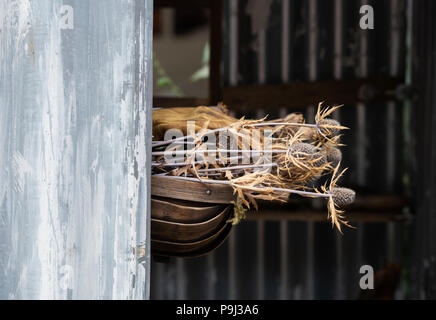 Essiccato Eryngium / Mare holly fiori in trug in legno su un fiore visualizza. Regno Unito Foto Stock