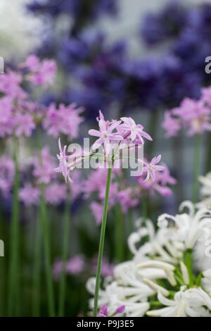 Tulbaghia violacea 'Silver lace". La società aglio fiori su un fiore visualizza. Regno Unito Foto Stock