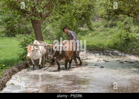 Riso agricoltore lavora campo di riso, riso paddy con due buoi ed un aratro in legno. Foto Stock