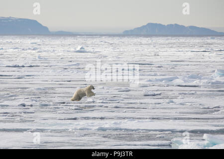 Grande orso polare di saltare attraverso il ghiaccio del mare vicino alle Isole Svalbard Foto Stock