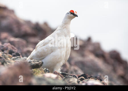 Maschio di Svalbard la pernice bianca (Lagopus muta hyperborea), piumaggio invernale Foto Stock