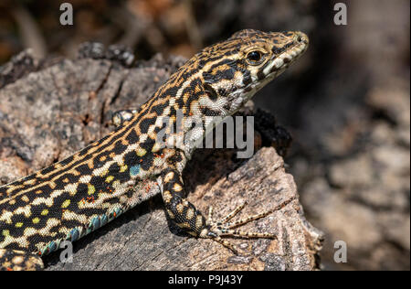 Dettaglio di un Tirreno la lucertola muraiola (Podarcis tiliguerta) crogiolarvi al sole su una roccia di granito, Baia Sardinia, Sardegna, Italia. Foto Stock