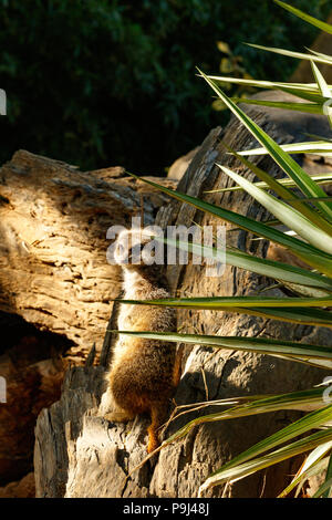 Meerkat in piedi e girando attorno a guardare a voi Foto Stock