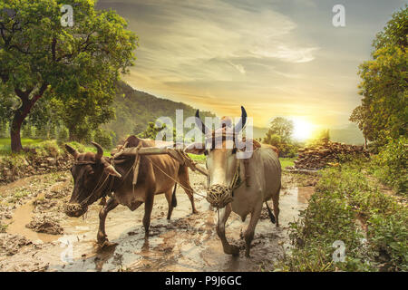 L'agricoltore indiano arare i campi di riso con un paio di buoi usando il tradizionale aratro a sunrise. Foto Stock