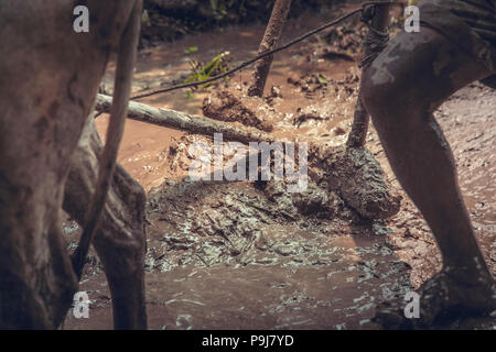 L'agricoltore indiano la preparazione e il livellamento di un nuovo riso paddy campo utilizzando un livello trainato da buoi Foto Stock