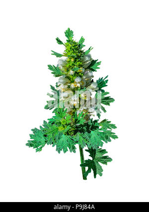 Blooming motherwort o Leonurus cardiaca - pianta medicinale su uno sfondo bianco isolato. Altri nomi: throw-wort, Lion's orecchio e Leone la coda, materie m Foto Stock