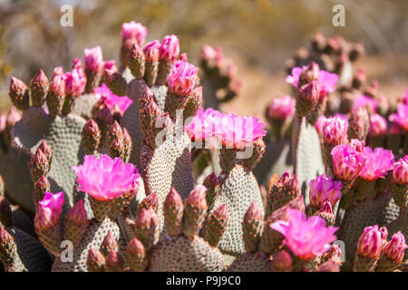 Coda di castoro rosa fiori di Cactus in fiore. Foto Stock