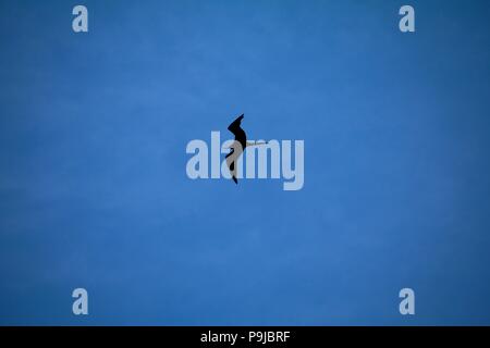 Frigate Bird soaring nel tardo pomeriggio contro un cielo blu Foto Stock