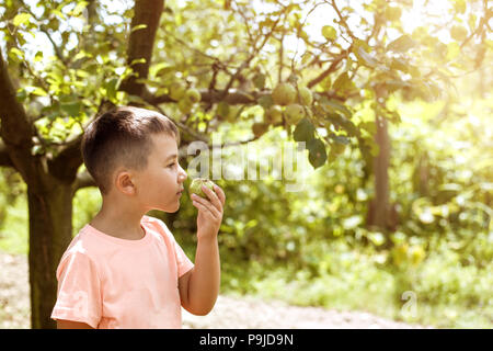 Ragazzo felice circa la raccolta di carni bio apple in una fattoria Foto Stock