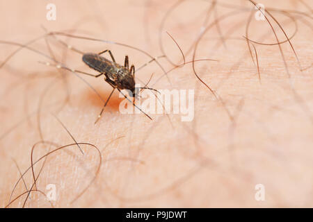 Close-up di zanzara femmina succhiare il sangue dalla pelle umana Foto Stock