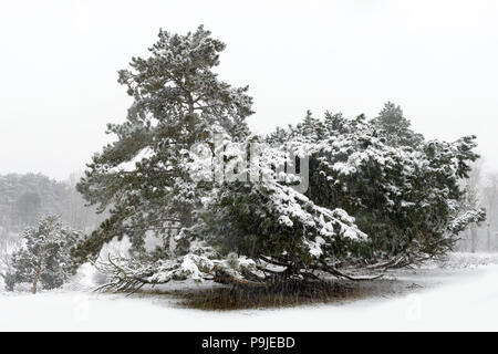 La caduta di neve su albero di pino durante l'inverno, Amsterdamse waterleiding duinen, Paesi Bassi. Foto Stock