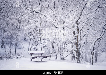 Immagine astratta con caduta di neve e panchina nel bosco durante la stagione invernale, Amsterdamse waterleiding duinen, Paesi Bassi. Foto Stock