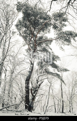Albero di pino nel bosco durante la stagione invernale la caduta di neve, Amsterdamse waterleiding duinen, Paesi Bassi. Foto Stock