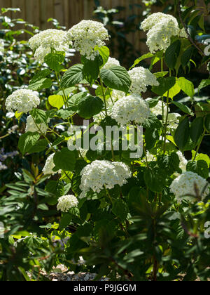 Forte delle ortensie Annabelle, grandi fiori bianchi Foto Stock