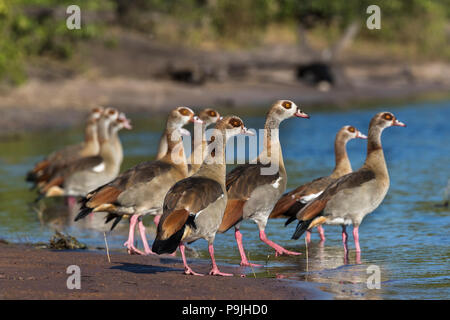 Oca egiziana (Alopochen aegyptiaca), il fiume Chobe, Botswana, Foto Stock