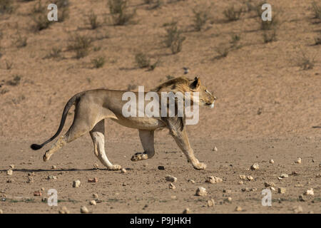 Lion (Panthera leo) maschio in esecuzione transfrontaliera Kgalagadi Park, Sud Africa, Foto Stock