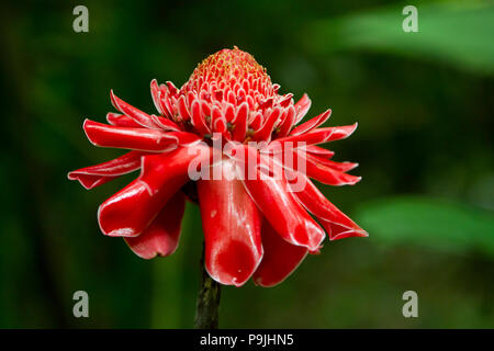 Fiore rosso di torcia zenzero (Etlingera elatior), Chiang Dao, Thailandia Foto Stock