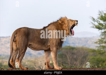 Lion (Panthera leo) sbadigli, Zimanga riserva privata, KwaZulu-Natal, Sud Africa Foto Stock