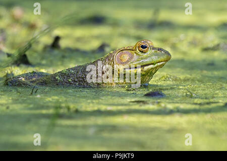 Enorme American Bullfrog seduto in stagno Foto Stock