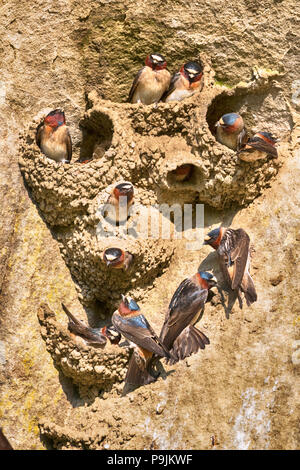 American Cliff rondini (Petrohelidon pyrrhonota) costruzione di nidi a tempo di primavera Foto Stock