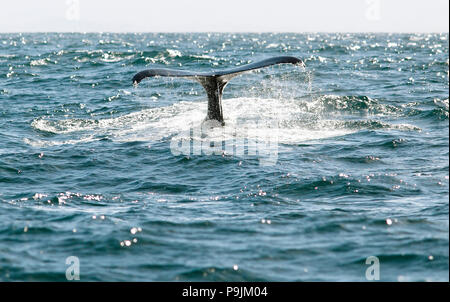 Fluke o pinna di coda, Humpback Whale (Megaptera novaeangliae), Baia di Samaná, Provincia di Samaná, Repubblica Dominicana Foto Stock