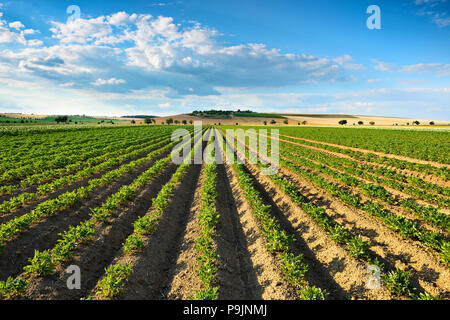 Campo solchi su un campo di patate in estate, Burgenlandkreis, Sassonia-Anhalt, Germania Foto Stock