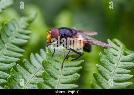 Regno Unito Fauna selvatica: il fly pellucida, un grande tipo di hoverfly Foto Stock