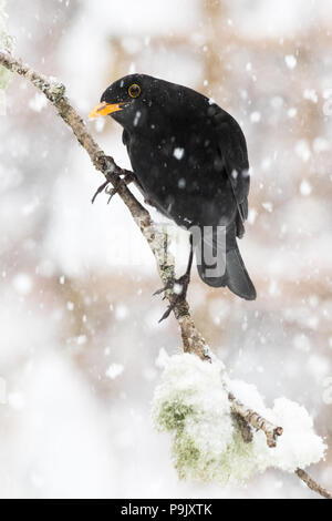 Merlo (Turdus Merula) arroccato su un lichene ramo coperto in inverno durante la nevicata - REGNO UNITO Foto Stock