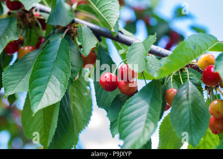 Mature le ciliegie rosa sul ramo Foto Stock
