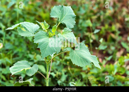Sumpweed gigante o Cyclachaena xanthiifolia vicino Foto Stock
