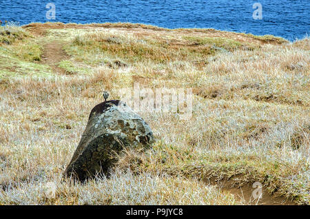 Passerine piccolo uccello chiamato Berthelot's pipit (Anthus berthelotii) è seduto sulla grande pietra circondato da asciutto erba di prato presso la costa atlantica di oce Foto Stock